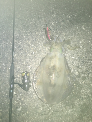 好条件の中今年の初イカを求めて