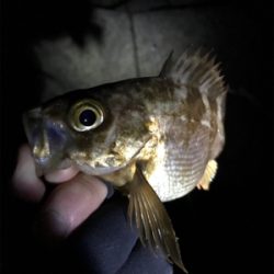 大潮満月ド干潮