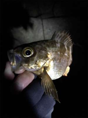 大潮満月ド干潮