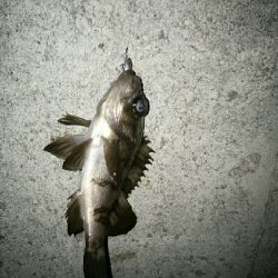 寒中メバリング（笑）