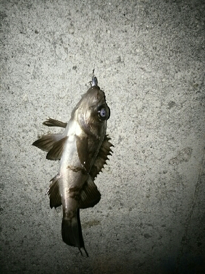 寒中メバリング（笑）