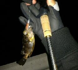 極寒ブルブル泣き尺メバル