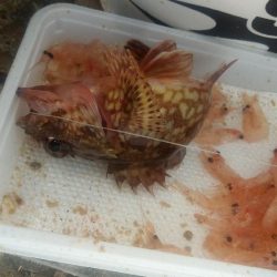 高砂 紀州釣り 穴釣り