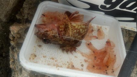 高砂 紀州釣り 穴釣り