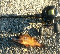 ナイトは寒すぎ！！そんな時はデイメバル！！