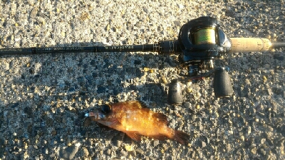 ナイトは寒すぎ！！そんな時はデイメバル！！