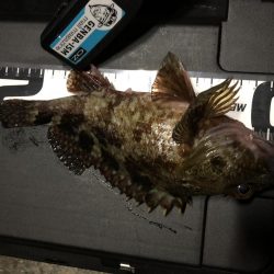 マゴバチのレッドグリゲッター間違いないです！