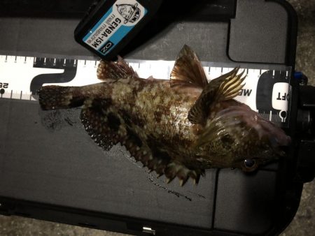 マゴバチのレッドグリゲッター間違いないです！