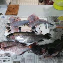 18/01/20 釣堀田尻　サンクス　Ａ筏　釣行