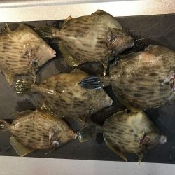 カワハギ デカ！