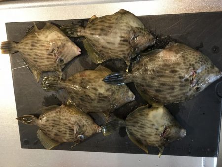 カワハギ デカ！