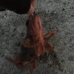 アタリは短時間