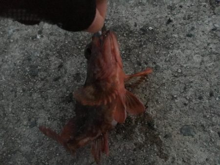 アタリは短時間