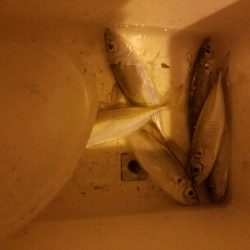 アジ釣り　～食いが悪かった～