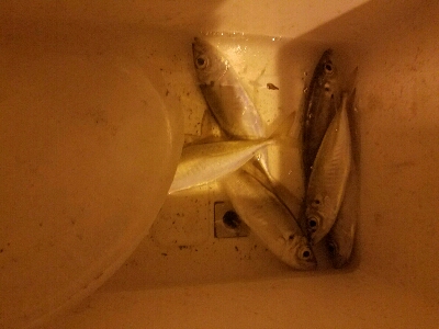 アジ釣り　～食いが悪かった～