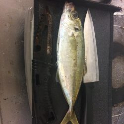 アジ絶好調です(*⌒▽⌒*)