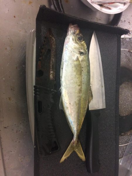 アジ絶好調です(*⌒▽⌒*)