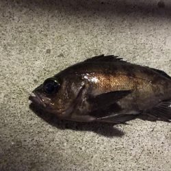 真冬パラダイス