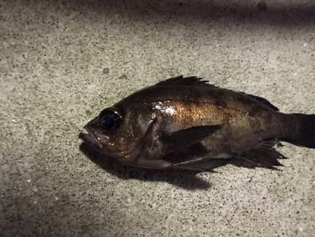 真冬パラダイス