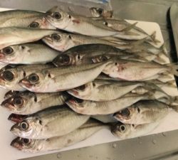 釣り納めアジング