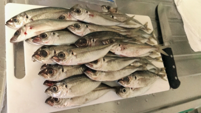 釣り納めアジング