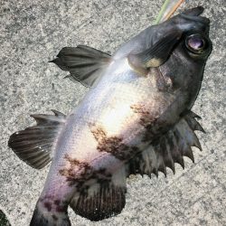 今宵もロリハンター