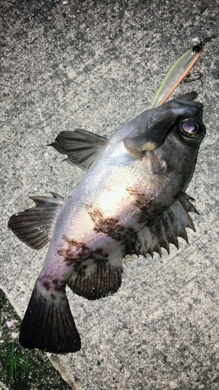 今宵もロリハンター