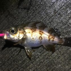 メバリングとガシリング