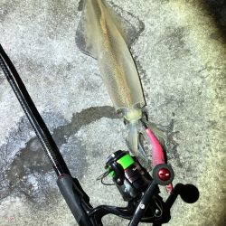 冬の風物詩ヤリイカを初GET!!