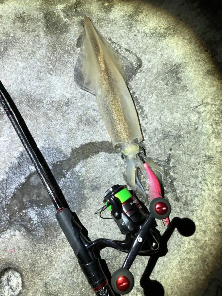 冬の風物詩ヤリイカを初GET!!