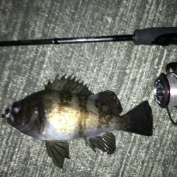 週末のアフターメバル狙い