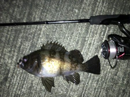 週末のアフターメバル狙い