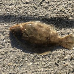 9目釣り釣り始め