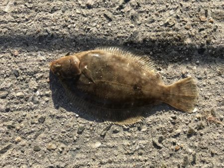 9目釣り釣り始め