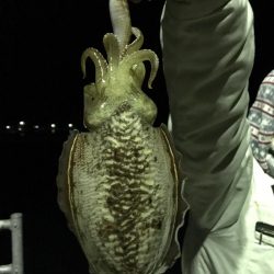 今夜もコウイカ釣り