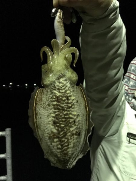 今夜もコウイカ釣り