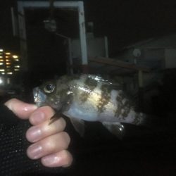 漁港にいる猫って