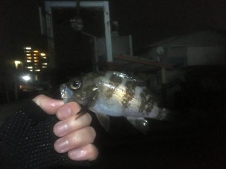 漁港にいる猫って