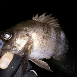 尺クラスが掛るも…