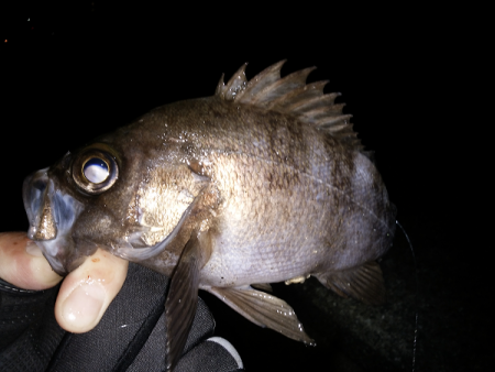 尺クラスが掛るも…