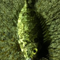 コウイカ、タコ、アイゴ