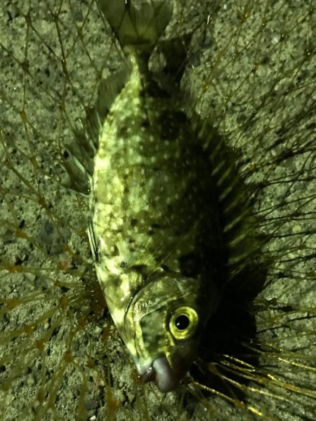 コウイカ、タコ、アイゴ