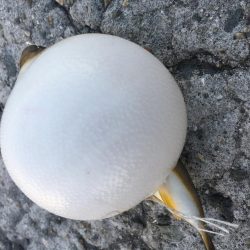 海のスプリンターを狙って