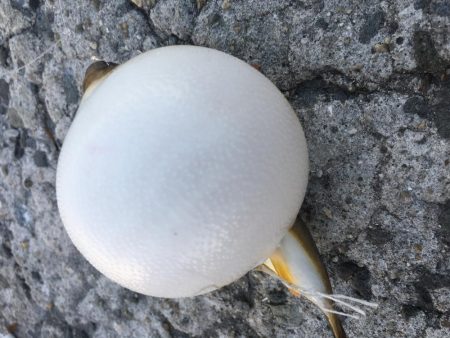 海のスプリンターを狙って