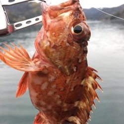 ガシングです！