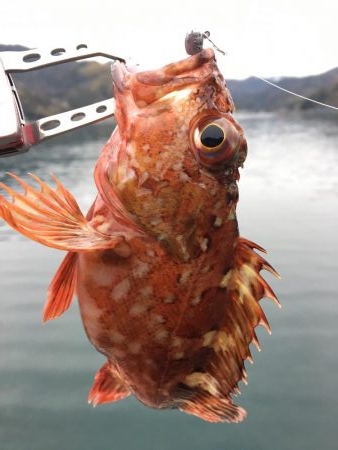 ガシングです！