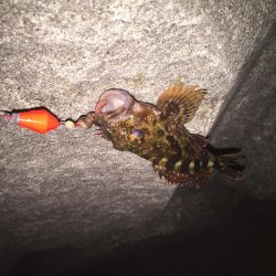 極寒のガシラ釣り