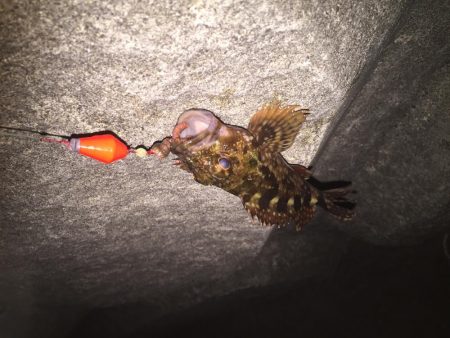 極寒のガシラ釣り