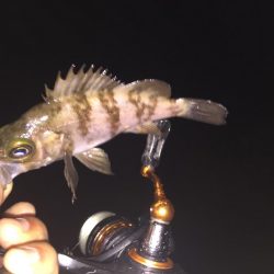 楽しいメバリング!