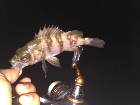 楽しいメバリング!